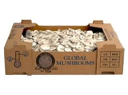 Custom Mushroom Boxes for Quality and Safety