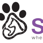 Professional Dog Grooming vs Home Grooming – What’s Better in Dubai?